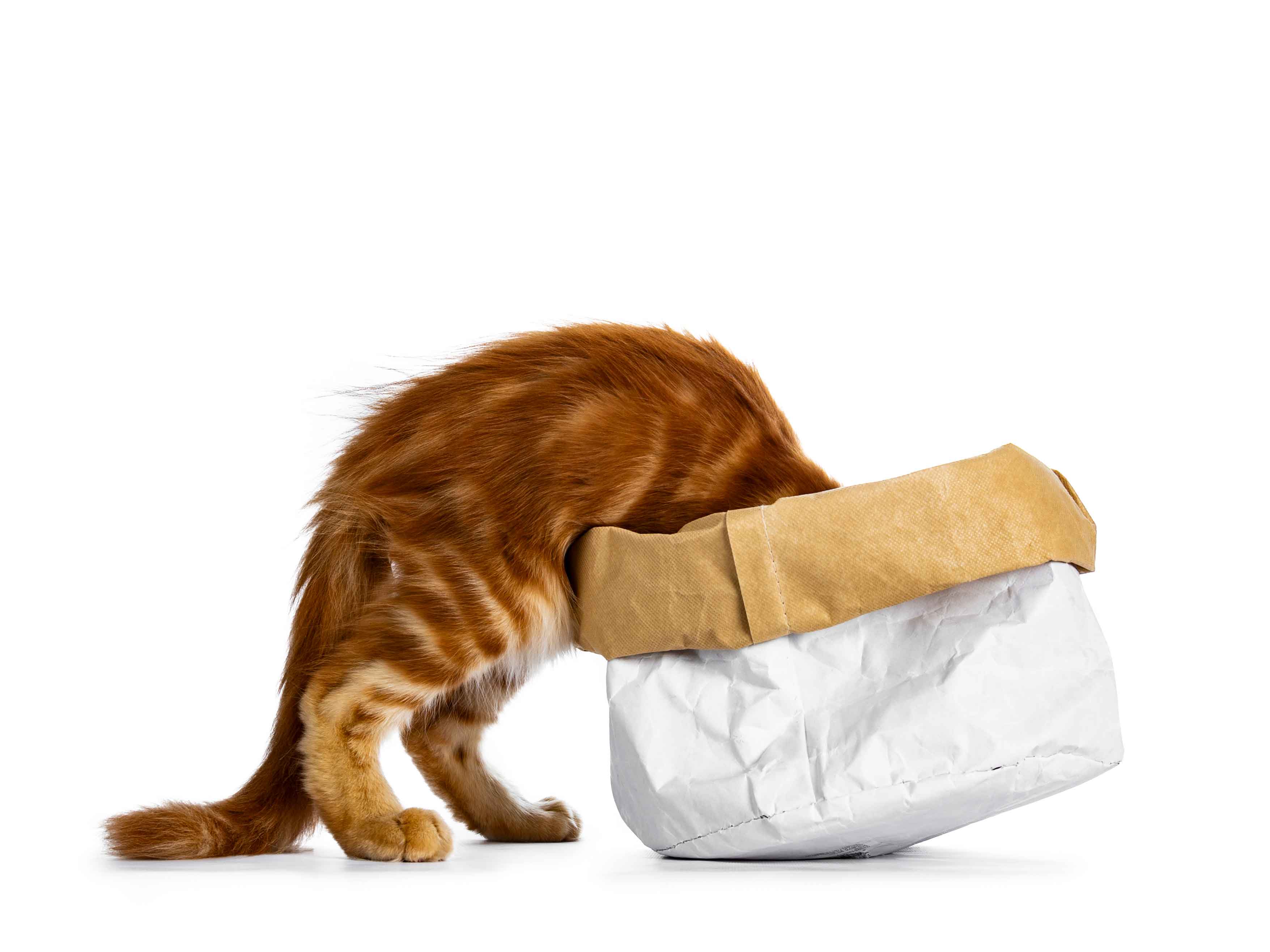 curiouscat404